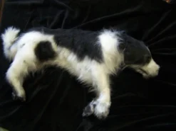 Rachael Lee Goodman Pointer Dog Prop Dog & Cat Props