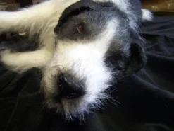 Rachael Lee Goodman Pointer Dog Prop Dog & Cat Props