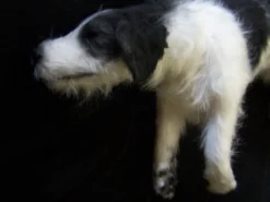 Rachael Lee Goodman Pointer Dog Prop Dog & Cat Props