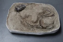 Dapper Cadaver Props Dinosaur Fossil Field Specimen Rental Dinosaur Props