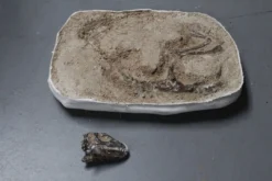 Dapper Cadaver Props Dinosaur Fossil Field Specimen Rental Dinosaur Props