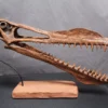 Gaston Design Toothed Pterosaur Skull With Base Rental Dinosaur Props