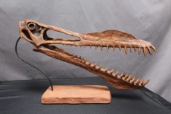 Gaston Design Toothed Pterosaur Skull With Base Rental Dinosaur Props