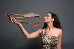 Gaston Design Toothed Pterosaur Skull With Base Rental Dinosaur Props