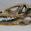 Valley Anatomical Preparations Inc. Deinonychus Raptor Skull Rental Dinosaur Props