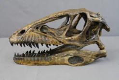Valley Anatomical Preparations Inc. Deinonychus Raptor Skull Rental Dinosaur Props