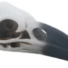 Pacific Trading Animal Skulls & Skeletons Raven Skull Replica