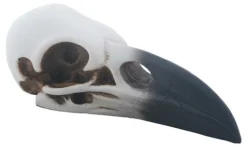 Pacific Trading Animal Skulls & Skeletons Raven Skull Replica