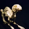 C&A Scientific Cat Skeleton