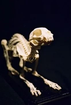 C&A Scientific Cat Skeleton