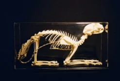 C&A Scientific Cat Skeleton