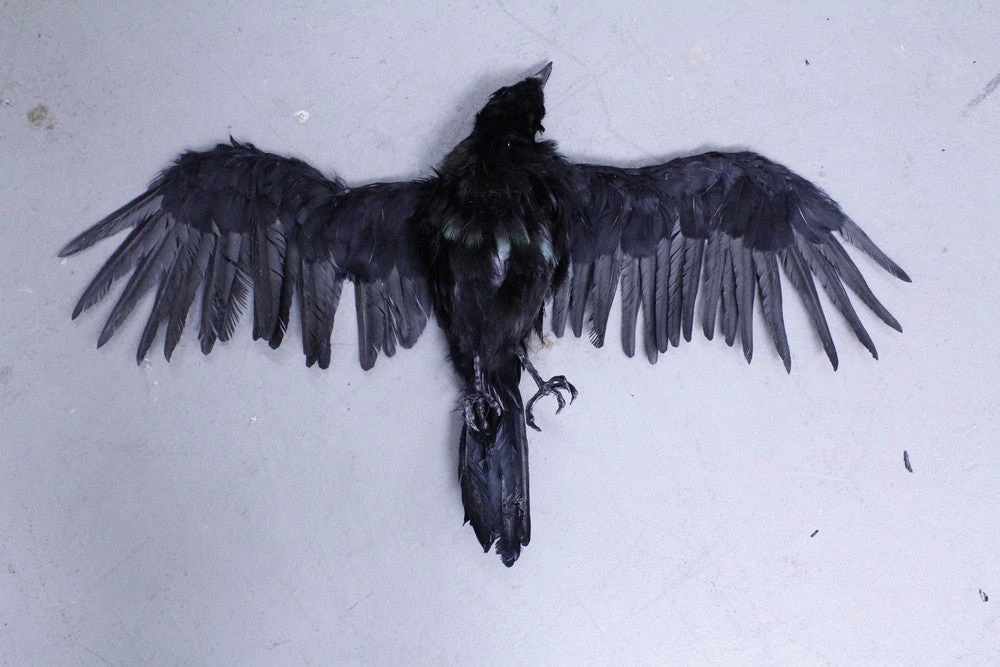 Rachael Lee Goodman Animal Props Replica Dead Crow Prop Rental 1 Rachael Lee Goodman Animal Props Replica Dead Crow Prop Rental