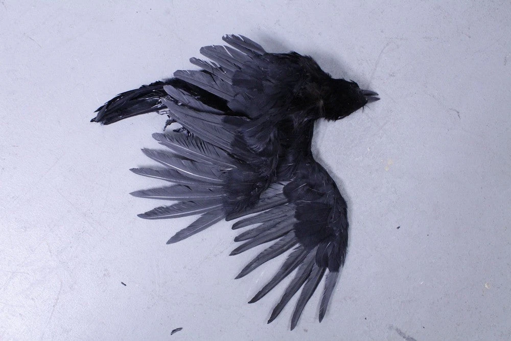 Rachael Lee Goodman Animal Props Replica Dead Crow Prop Rental 3 Rachael Lee Goodman Animal Props Replica Dead Crow Prop Rental