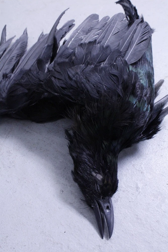Rachael Lee Goodman Animal Props Replica Dead Crow Prop Rental 2 Rachael Lee Goodman Animal Props Replica Dead Crow Prop Rental