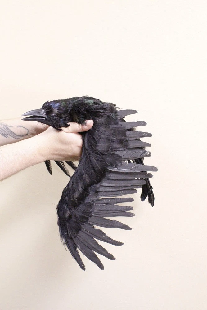 Rachael Lee Goodman Animal Props Replica Dead Crow Prop Rental 7 Rachael Lee Goodman Animal Props Replica Dead Crow Prop Rental