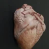 Dapper Cadaver Workshop Hollow Dura Heart Prop