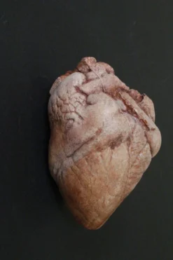 Dapper Cadaver Workshop Hollow Dura Heart Prop