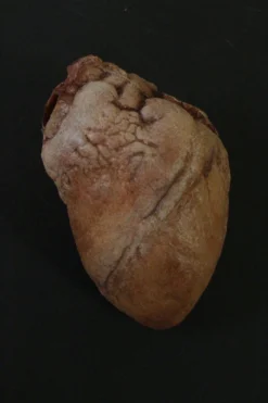 Dapper Cadaver Workshop Hollow Dura Heart Prop