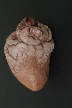 Dapper Cadaver Workshop Hollow Dura Heart Prop