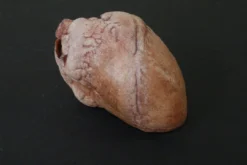 Dapper Cadaver Workshop Hollow Dura Heart Prop