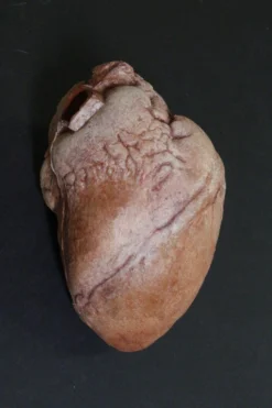 Dapper Cadaver Workshop Hollow Dura Heart Prop