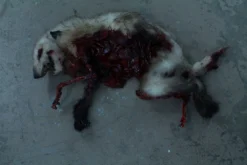 Dapper Cadaver Workshop Roadkill Animal Wild Animal Props