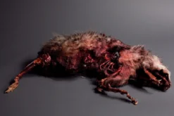 Dapper Cadaver Workshop Roadkill Animal Wild Animal Props