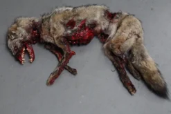 Dapper Cadaver Workshop Roadkill Coyote Prop Wild Animal Props