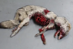 Dapper Cadaver Workshop Roadkill Coyote Prop Wild Animal Props