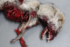 Dapper Cadaver Workshop Roadkill Coyote Prop Wild Animal Props