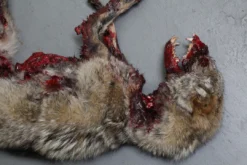 Dapper Cadaver Workshop Roadkill Coyote Prop Wild Animal Props