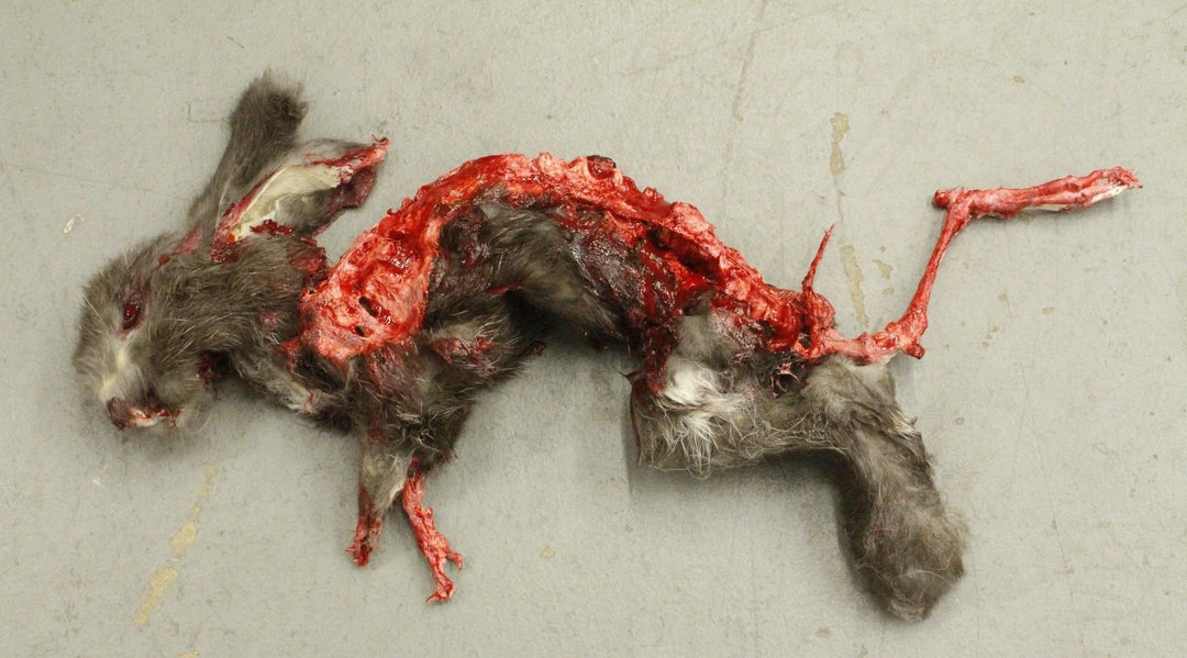Dapper Cadaver Workshop Wild Animal Props Roadkill Rabbit Prop 1 Dapper Cadaver Workshop Wild Animal Props Roadkill Rabbit Prop