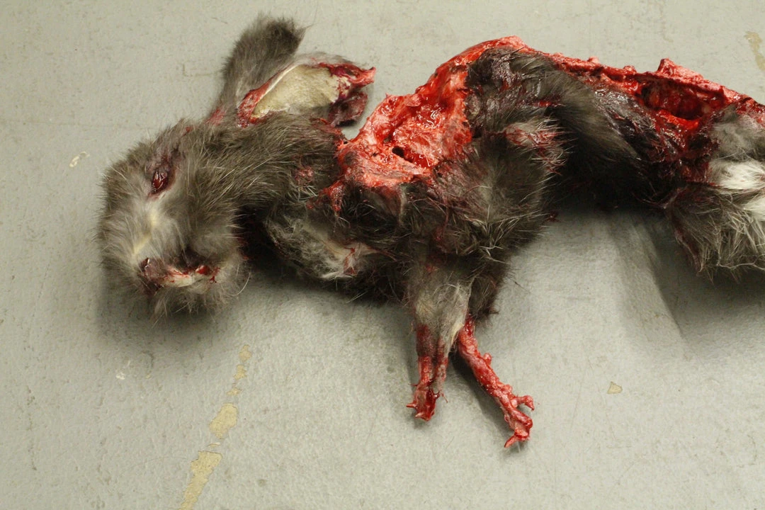 Dapper Cadaver Workshop Wild Animal Props Roadkill Rabbit Prop 2 Dapper Cadaver Workshop Wild Animal Props Roadkill Rabbit Prop