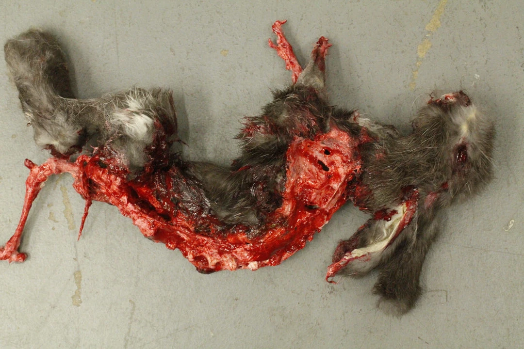 Dapper Cadaver Workshop Wild Animal Props Roadkill Rabbit Prop 3 Dapper Cadaver Workshop Wild Animal Props Roadkill Rabbit Prop