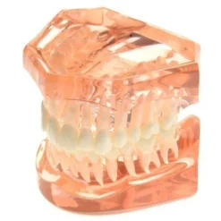 Ebay Dental Tooth Set