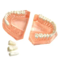 Ebay Dental Tooth Set
