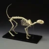Skeletons And More Replica Cat Skeleton Dog & Cat Props