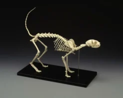 Skeletons And More Replica Cat Skeleton Dog & Cat Props