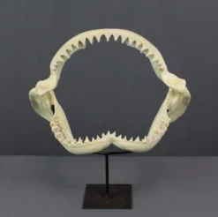 Design Toscano Replica Shark Jaws Reptiles, Sealife & More