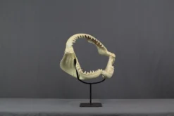 Design Toscano Replica Shark Jaws Reptiles, Sealife & More