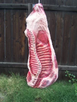 Dapper Cadaver Workshop Side Of Beef Ribs Flatback