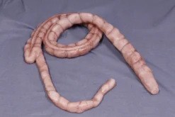 Dapper Cadaver Workshop Prop Organs Silicone Large Intestine