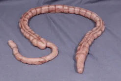 Dapper Cadaver Workshop Prop Organs Silicone Large Intestine