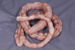 Dapper Cadaver Workshop Prop Organs Silicone Large Intestine