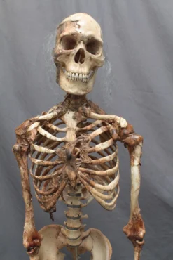 Dapper Cadaver Workshop Skin And Bones Skeleton Skeletons, Skulls & Bones
