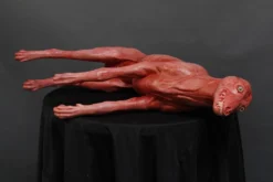 Dapper Cadaver Workshop Farm Animal Props Bloody Skinned Coyote