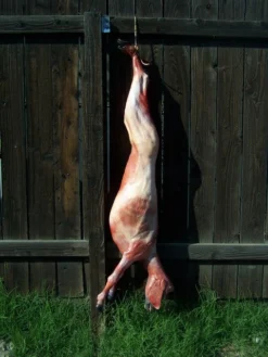 Dapper Cadaver Workshop Skinned Goat Gory Butcher Shop 9 Dapper Cadaver Workshop Skinned Goat Gory Butcher Shop