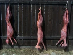 Dapper Cadaver Workshop Skinned Goats, Set Of 3