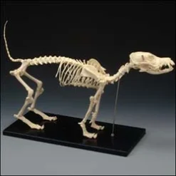 Skeletons And More Replica Small Dog Skeleton Dog & Cat Props