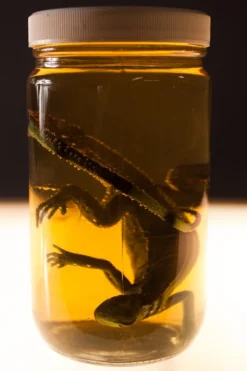 Dapper Cadaver Workshop Small Iguana Replica Specimen Jar New Haunt Props